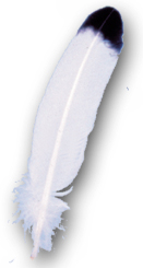 Imitation Eagle Wing Feathers 11" and up